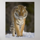 Buscar cautivo posters Fauna