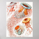 Buscar biología marina posters Ernst haeckel