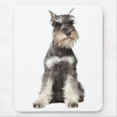 Buscar schnauzer alfombrillas de raton Amor