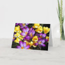 Buscar azafrán tarjetas Flores