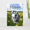 Buscar fornido tarjetas Perros esquimales