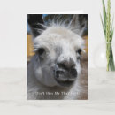 Buscar llama fotografía Adorable
