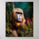 Buscar babuinos posters Primates