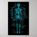 Buscar anatomy arte Skeleton
