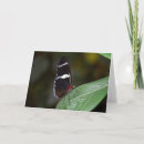 Buscar mariposa marrón tarjetas Naturaleza