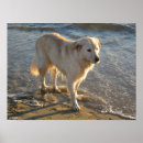 Buscar pirineos posters Perro