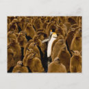 Buscar flora y fauna postales Animales salvajes