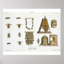 Buscar apicultura posters Abejas