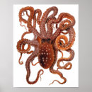 Buscar calamar posters Sepia