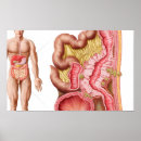 Buscar intestino posters Intestinos grandes