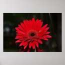 Buscar gerbera arte Bonito