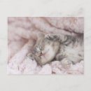 Buscar animales domésticos postales Rosa