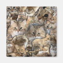 Buscar cats imanes Gatitos