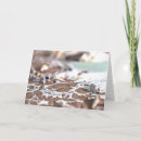 Buscar belice tarjetas Vacaciones