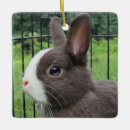 Buscar conejo del mascota adornos Animal