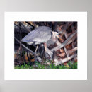 Buscar garza gris posters Garzas