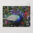 Buscar pavo real indio postales Pájaro