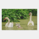 Buscar cisnes mudos postales Aves acuáticas