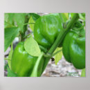 Buscar pimienta posters Alimento