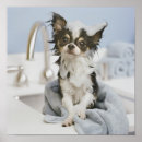 Buscar toalla posters Animal