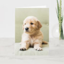 Buscar perro en el sofá postales Recuperador de oro