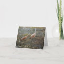 Buscar crane tarjetas Vida silvestre