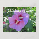 Buscar rosa de sharon postales Hibisco
