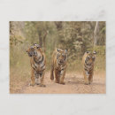 Buscar tigre de bengala real postales Parque nacional