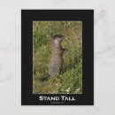 Buscar marmotas postales Vida silvestre