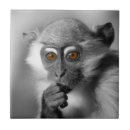 Buscar monkey azulejos 7 º raspa
