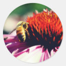 Buscar ocupado pegatinas Abeja