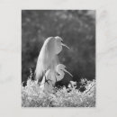 Buscar alba postales Gran egret