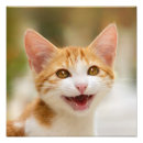 Buscar gato sonriente posters Gatito