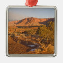 Buscar enebro adornos Planta