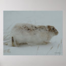 Buscar liebres posters General y unisex