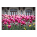 Buscar tulipán rosado posters Madre