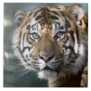 Buscar macho azulejos 6 º morada