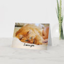 Buscar coon de maine tarjetas Felino