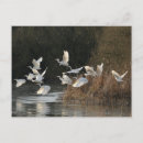 Buscar egrets postales Naturaleza