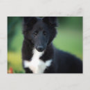 Buscar collies miniatura Cachorro