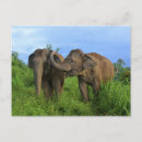 Buscar elefante asiático postales Animales