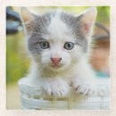 Buscar bici posavasos Gatito