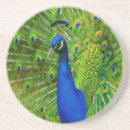 Buscar pavos reales posavasos Pájaro