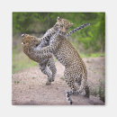 Buscar sabi imanes Fauna