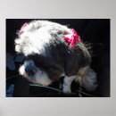Buscar tzu de shih fotografía Animales