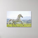 Buscar caballos blancos lienzos Libertad