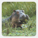 Buscar hipopótamo pegatinas Animal