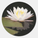 Buscar lillies pegatinas Lirio