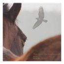 Buscar de caballos posters Pony