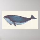 Buscar ballena azul posters Animales